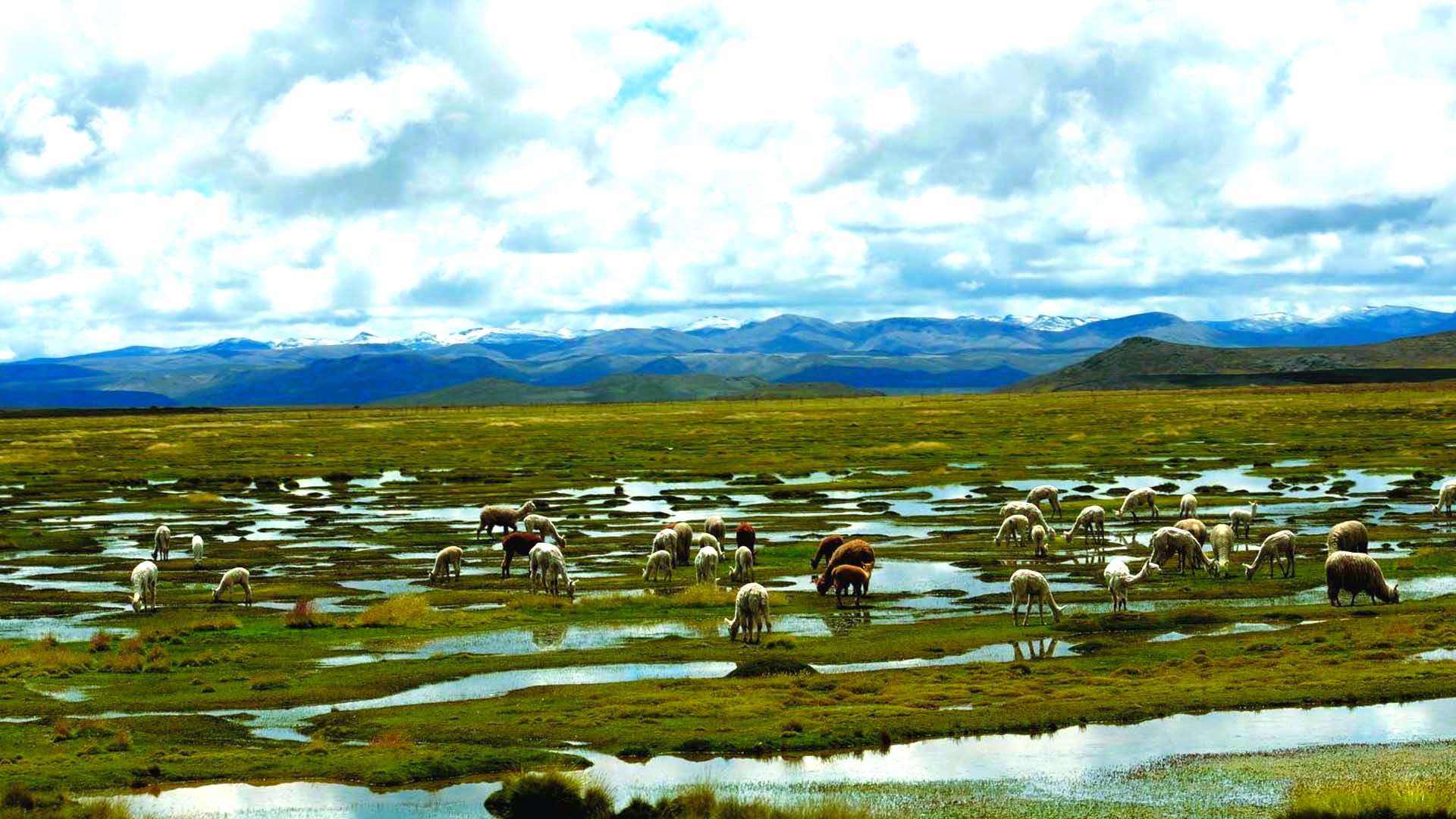 salinas-aguada-blanca